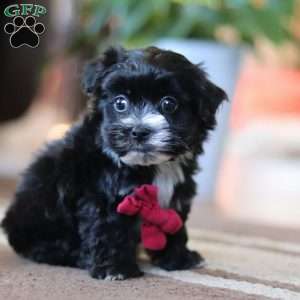 Storm, Maltipoo Puppy